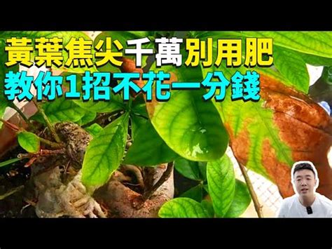 尖葉植物風水|【尖葉植物風水】探索尖葉植物風水：風水功用、禁忌與催旺化煞。